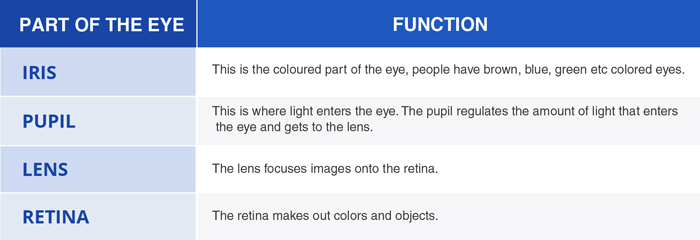 The Eye · Sense Organs